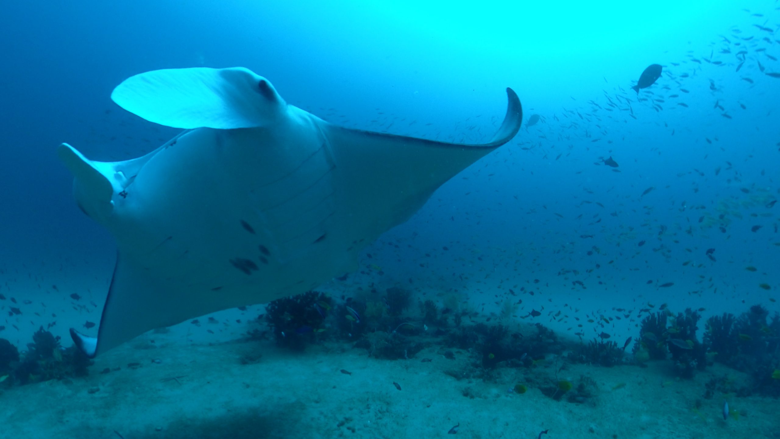 Flight of the Mantas- A Magical Underwater Experience - Immotion | The ...